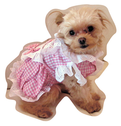 看板犬の「ちゃちゃ。」君。フリフリの洋服がお似合い