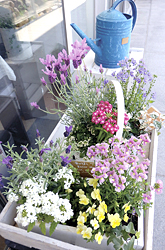 寄せ植えは600円台から。品ぞろえは2000円前後が中心