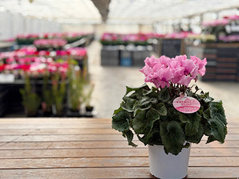 あの店この店＝宮沢農園