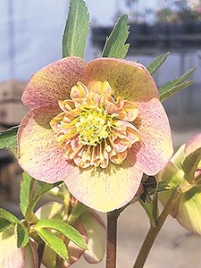 あの店この店＝奥信濃クリスマスローズファーム