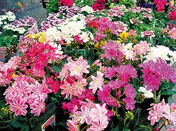 あの店この店＝山田園芸